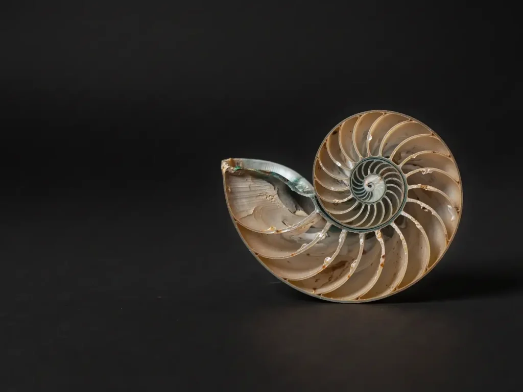 Nautilus shell in warm gold light on a black background